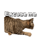 にゃんこライフ癒しスタンプ 24 Meme Cats（個別スタンプ：9）