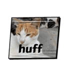 にゃんこライフ癒しスタンプ 24 Meme Cats（個別スタンプ：10）