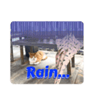 にゃんこライフ癒しスタンプ 24 Meme Cats（個別スタンプ：12）