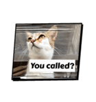 にゃんこライフ癒しスタンプ 24 Meme Cats（個別スタンプ：13）