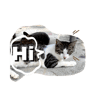 にゃんこライフ癒しスタンプ 24 Meme Cats（個別スタンプ：14）