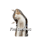 にゃんこライフ癒しスタンプ 24 Meme Cats（個別スタンプ：15）