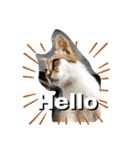 にゃんこライフ癒しスタンプ 24 Meme Cats（個別スタンプ：16）
