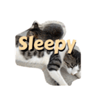 にゃんこライフ癒しスタンプ 24 Meme Cats（個別スタンプ：17）