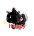 にゃんこライフ癒しスタンプ 24 Meme Cats（個別スタンプ：18）