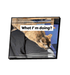 にゃんこライフ癒しスタンプ 24 Meme Cats（個別スタンプ：19）