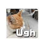 にゃんこライフ癒しスタンプ 24 Meme Cats（個別スタンプ：20）