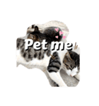 にゃんこライフ癒しスタンプ 24 Meme Cats（個別スタンプ：22）