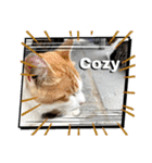 にゃんこライフ癒しスタンプ 24 Meme Cats（個別スタンプ：24）