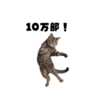 重版に浮かれる猫【作家・編集者・漫画】（個別スタンプ：3）
