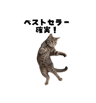 重版に浮かれる猫【作家・編集者・漫画】（個別スタンプ：34）