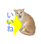 ラテのシャーシャースタンプ（個別スタンプ：4）