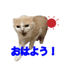 ラテのシャーシャースタンプ（個別スタンプ：8）