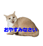 ラテのシャーシャースタンプ（個別スタンプ：9）