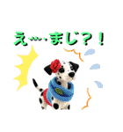 がちかわワンコ軍団（個別スタンプ：4）