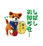 がちかわワンコ軍団（個別スタンプ：6）
