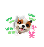 がちかわワンコ軍団（個別スタンプ：13）