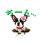 がちかわワンコ軍団（個別スタンプ：19）