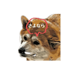 かわ柴日常2（個別スタンプ：1）
