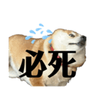 かわ柴日常2（個別スタンプ：4）
