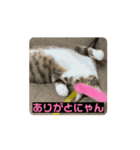 むちゃこて（個別スタンプ：4）