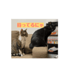 むちゃこて（個別スタンプ：5）