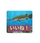 動く！お魚さんのstamp（個別スタンプ：15）