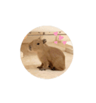 【カピバラ】かぴ天アニメーションNo.1（個別スタンプ：4）