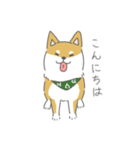 しば犬のふくたさん（個別スタンプ：1）