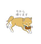 しば犬のふくたさん（個別スタンプ：11）
