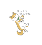 しば犬のふくたさん（個別スタンプ：16）