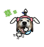 ビーグル犬ポップアップ(ダジャレ)（個別スタンプ：3）