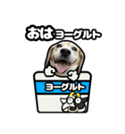 ビーグル犬ポップアップ(ダジャレ)（個別スタンプ：5）