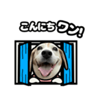 ビーグル犬ポップアップ(ダジャレ)（個別スタンプ：8）