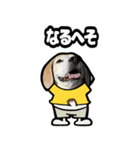 ビーグル犬ポップアップ(ダジャレ)（個別スタンプ：14）
