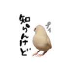 毎日使える！我が家の本物文鳥スタンプ（個別スタンプ：1）