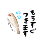 毎日使える！我が家の本物文鳥スタンプ（個別スタンプ：3）