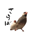 毎日使える！我が家の本物文鳥スタンプ（個別スタンプ：5）