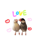 毎日使える！我が家の本物文鳥スタンプ（個別スタンプ：6）