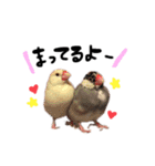 毎日使える！我が家の本物文鳥スタンプ（個別スタンプ：7）
