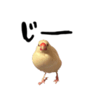 毎日使える！我が家の本物文鳥スタンプ（個別スタンプ：10）
