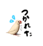 毎日使える！我が家の本物文鳥スタンプ（個別スタンプ：14）