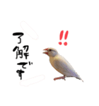 毎日使える！我が家の本物文鳥スタンプ（個別スタンプ：15）
