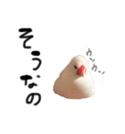 毎日使える！我が家の本物文鳥スタンプ（個別スタンプ：16）