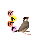 毎日使える！我が家の本物文鳥スタンプ（個別スタンプ：17）
