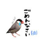 毎日使える！我が家の本物文鳥スタンプ（個別スタンプ：18）