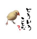 毎日使える！我が家の本物文鳥スタンプ（個別スタンプ：20）