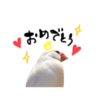 毎日使える！我が家の本物文鳥スタンプ（個別スタンプ：22）