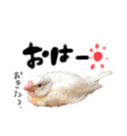 毎日使える！我が家の本物文鳥スタンプ（個別スタンプ：24）