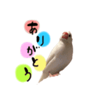 毎日使える！我が家の本物文鳥スタンプ（個別スタンプ：26）